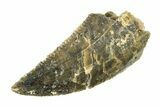 Serrated, Raptor Tooth - Real Dinosaur Tooth #295755-1